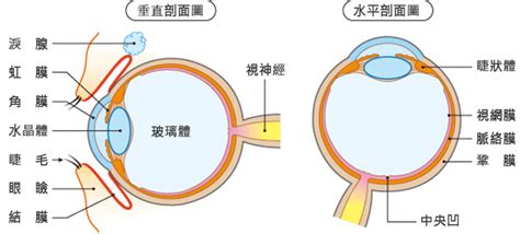 簡單:owaf-n2w3qq= 眼睛|眼睛的構造及功能